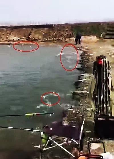 高铁过境致鱼群触电鱼群疯狂跳上岸，钓友捡鱼