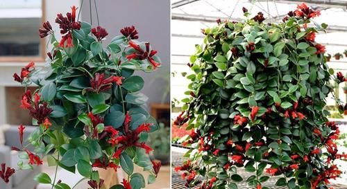  『绿萝』3种可以开花的吊兰，比绿萝好养10倍，一根茎长满一阳台