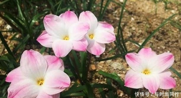 【蔬菜】5种“花”开花前看着很像蔬菜,但容易被误食,要注意