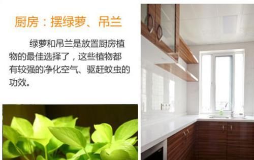  [面适合摆放]如何让家里更加的清新？4个地方摆放绿植，给你带来不一样的感觉
