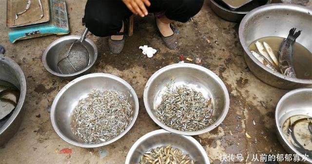 渔民用“地笼”捕捞这种鱼来卖，每盆要有数万条，太狠！