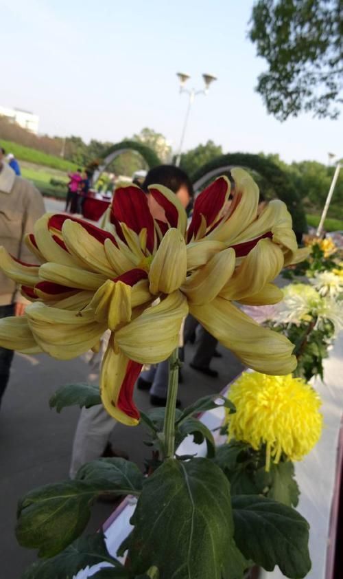  【花形】喜欢玫瑰，不如养盆“五大名菊之首”帅旗，花形大气，一枝独秀！