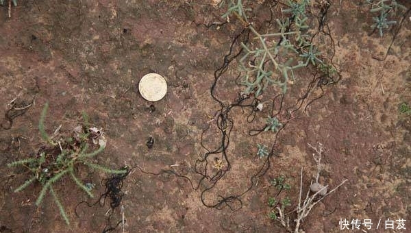  【发菜】农村这一植物，因为名字被炒到上千元，可补血降压，如