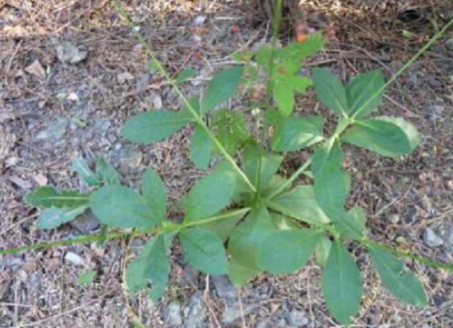  当做|这种草上个世纪被当做“喂猪草”如今被称为人参，药用价值