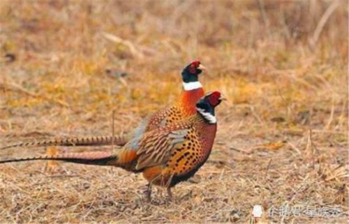  [野鸡]农村田地里的野鸡损害庄稼，农民究竟应该怎么办呢？一起