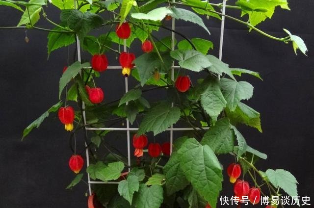 『绿萝』别养绿萝吊兰了, 盆栽植物选这种, 漂亮喜庆, 四季开花, 还很好养