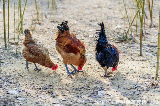  利润@土鸡利润那么高，很多养殖户还是亏损！主要原因有两个方面