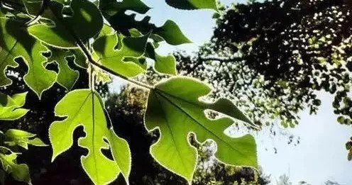 又到一年军训季|那年学姐让我防晒我没听，结果……