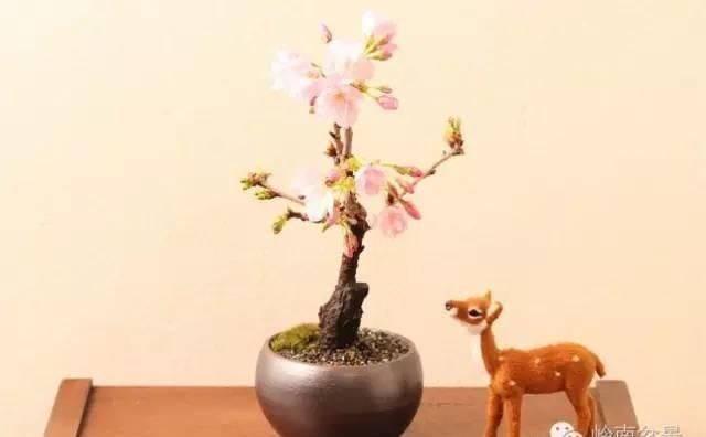 樱花盆景，美到窒息！