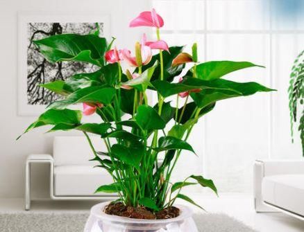  『多姿』春天养花，不如养这几款，花开似精灵飞舞，花色艳丽多姿，美