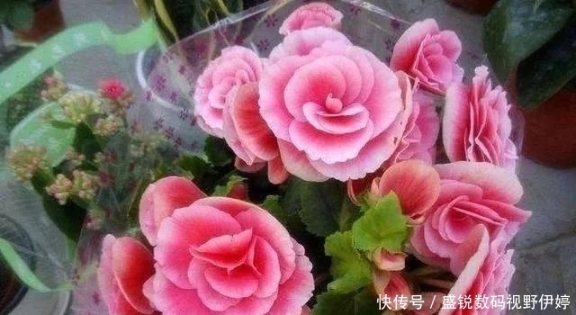  『植株就』熟练掌握丽格海棠的浇水方式，花开到一茬又一茬，漂亮极了