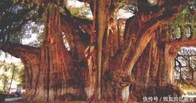  「树木」堪称世界之最的6种树木，最贵、最毒、最硬都在中国境内