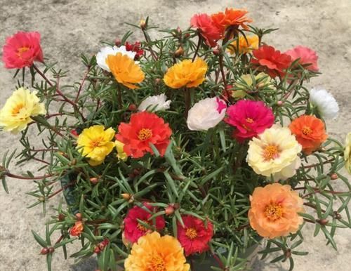  盆土@春天在家养2种花，开花美、花期长，阳台开满漂亮小花
