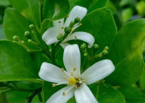  小妙：九里香僵苗不长，叶子枯黄掉落怎么办？几个小妙招，开花飘香九里