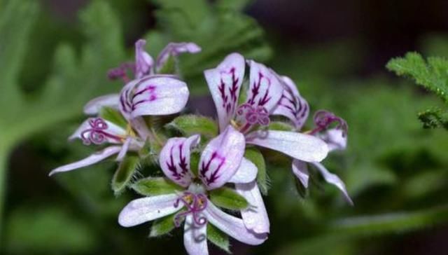  『养花』四月是养花的季节，养一盆“长命百岁花”，讨个好彩头，心情舒畅