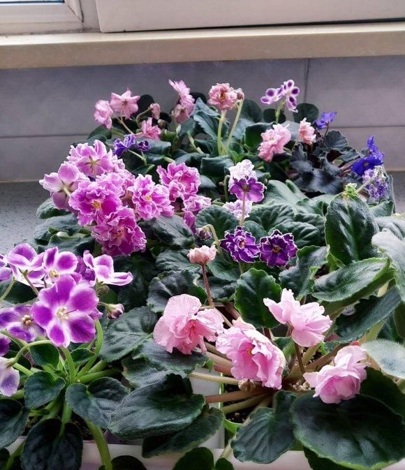  『爆花』非洲堇全年开花，典型“爆花”品种，想要开花多，这2点是关键