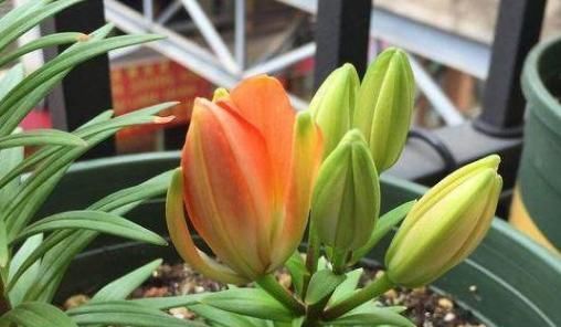  家里|家里的花草盆栽招来成群小飞虫,该怎么办?用它分分钟搞定