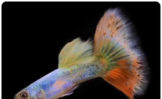  【均表现为】孔雀鱼太好繁殖啦，所以孔雀鱼的品种多到让你数不过来！