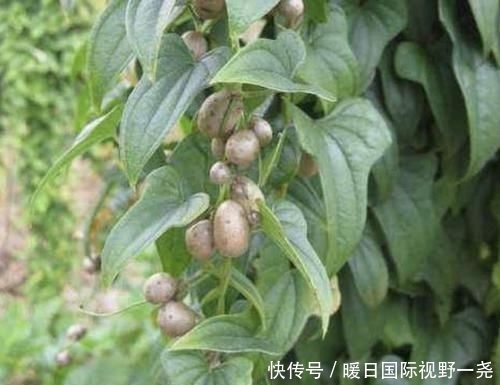 【植物】在农村,有1种椭圆的“野果”,以往叫它“山药豆”,珍贵、少见