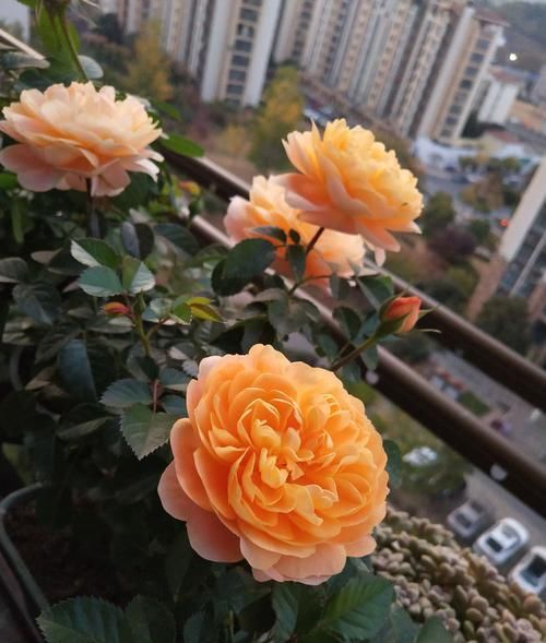  『果汁阳台』喜欢菊花，就养盆“菊中珍品”红十八，似玫红荷瓣，高贵大气