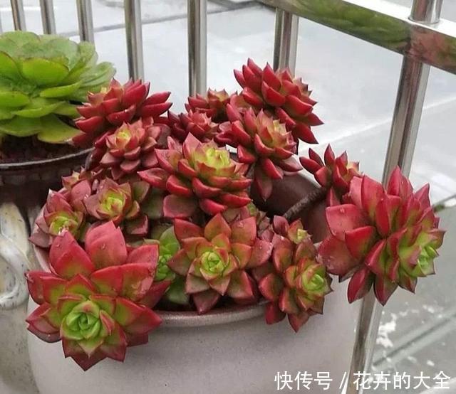 『养花』想养花不知道养啥好?根据3个方面选,越养越好,四季开花长爆棚