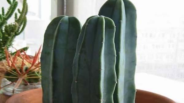  『仙人掌科植物』龙骨、量天尺、令箭荷花，是同一种植物吗？养护方法有什么不同？