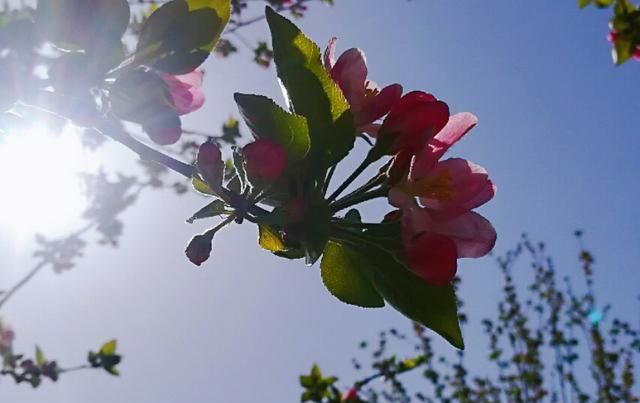  [玉兰花]三月风暖，赴一场花的邀约