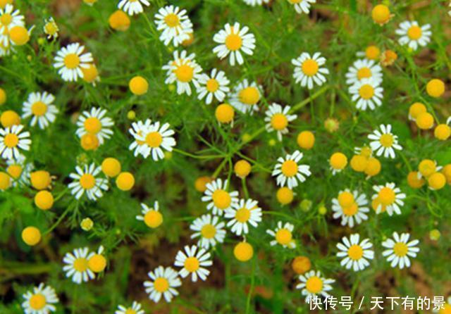 『香草植物』盆栽水果不容易,不如种上5种水果味香草,养护简单,随采随吃