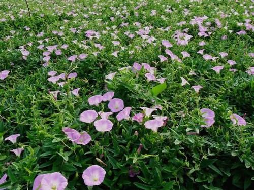  [玉米]玉米田里的“恶草”，农民见到就烦，但嫩叶却是上佳野菜，别错过