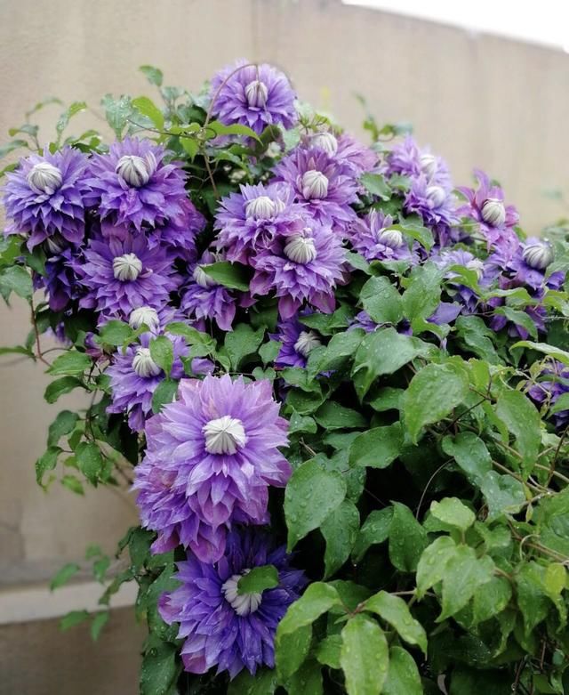 放在阳光充足■等我有自己的院子,一定养此4种花,春天变成“五彩”花园