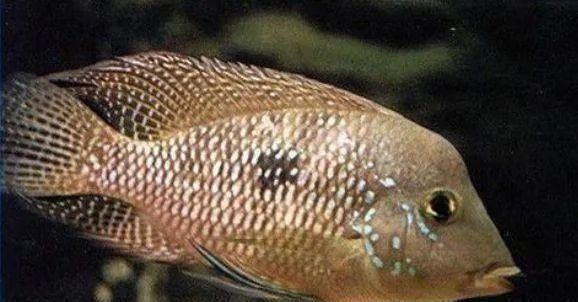  #水族市场上#美洲慈鲷之美，您细品
