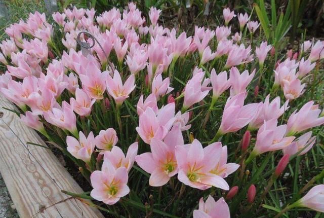  便宜■阳台春天养“2种花”，一棵开花上百朵，便宜又好养，几乎不花钱
