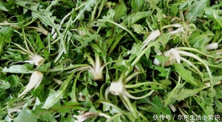  [收益]农村这4个创业项目，投资小收益大，农民朋友不妨考虑一下