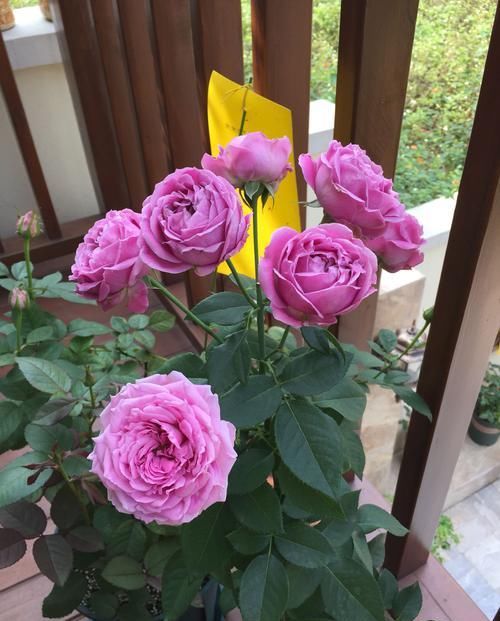 花香:喜欢菊花,不如养此款花,花大香浓,满屋子都是花香