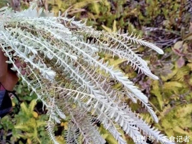  【人称】生长在石缝里，人称“鹿茸草”，能当盆栽观赏，值钱，也珍贵！