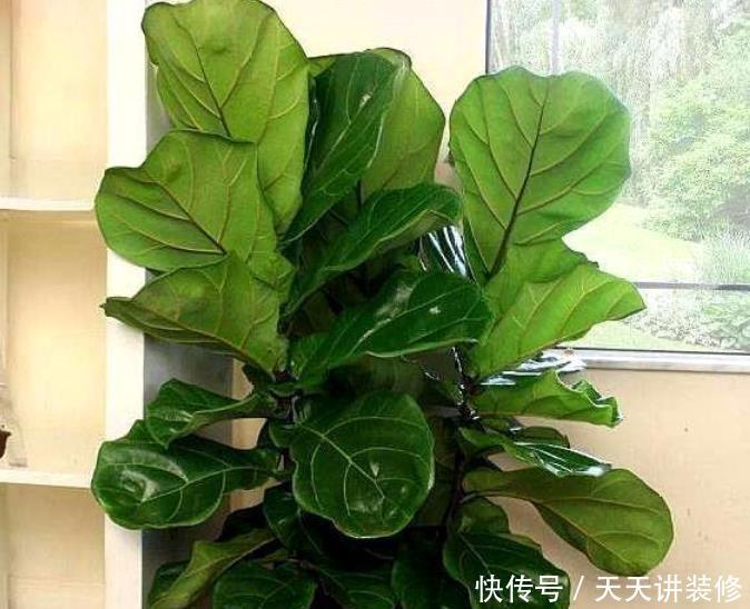 [甲醛]家养4种植物，有着很好的净化空气效果，带走甲醛和二手烟！