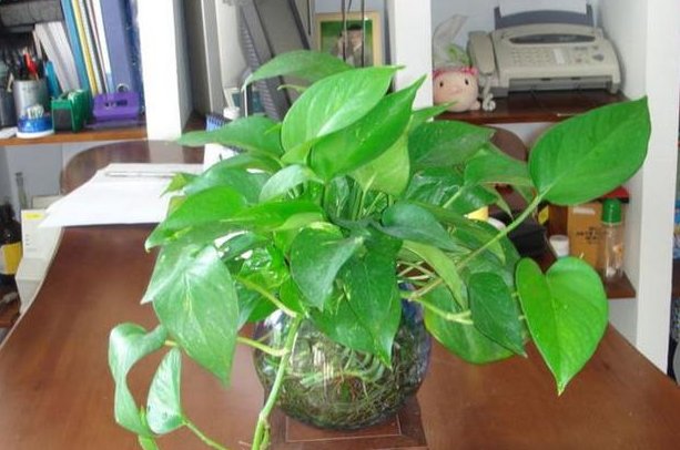  绿萝|养了2年绿萝，没有半点长大的迹象，灌点“这溶液”，疯长不止！