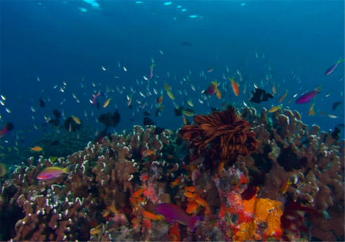 世界上最大的海，也是世界上最深的海，面积相当于半个中国那么大
