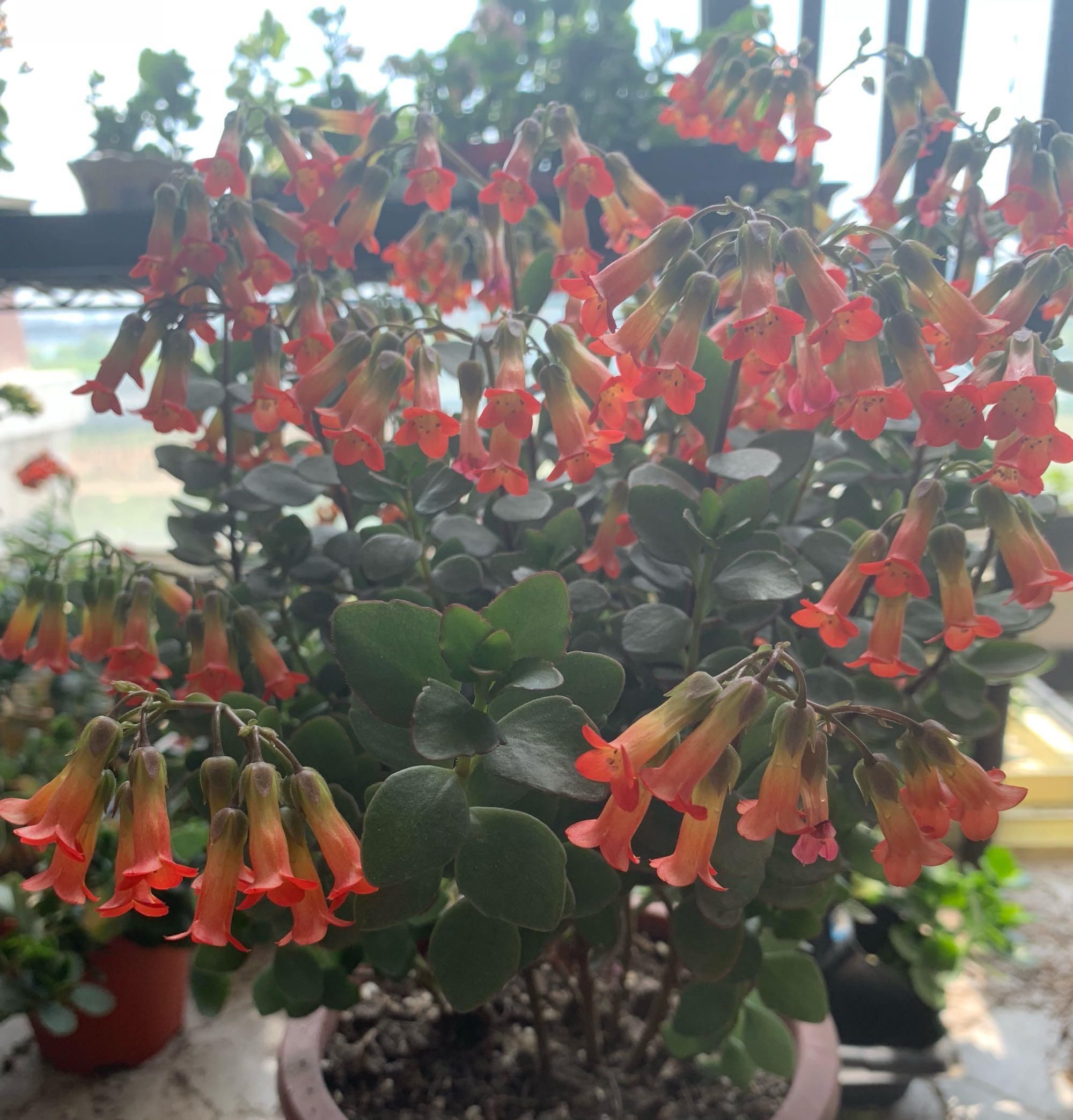  [值得]告别绿萝吊兰，这种盆栽同样好养，花叶俱美，花期长，更值得拥有