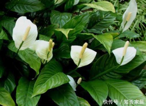 『白鹤芋』4种绿植适合放在卫生间,除“潮”去“异味”,绿意盎然清香四溢