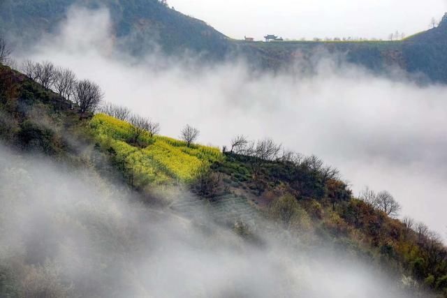  强国■学习强国 | 安徽歙县：云雾花海惹人醉