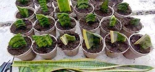 【不用】最适合卧室摆放的虎皮兰,学会繁殖,只要有一盆,再也不用买了!