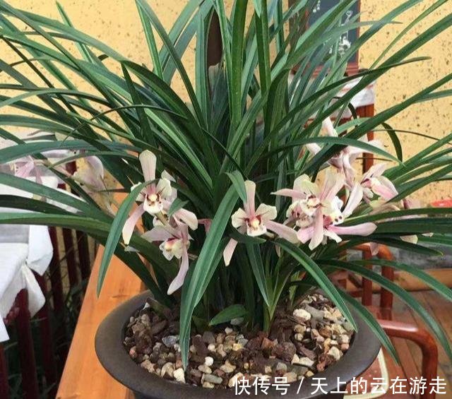 『花箭』养兰花记住这个“温度”,新芽冒不停,花箭“半米高”