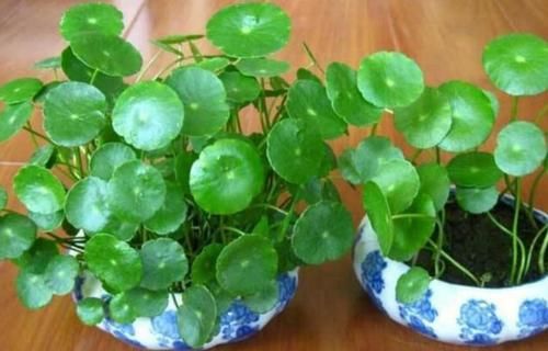  养护：此款花卉，花艳易爆盆，开花幽香暗淡，枝繁叶茂，美