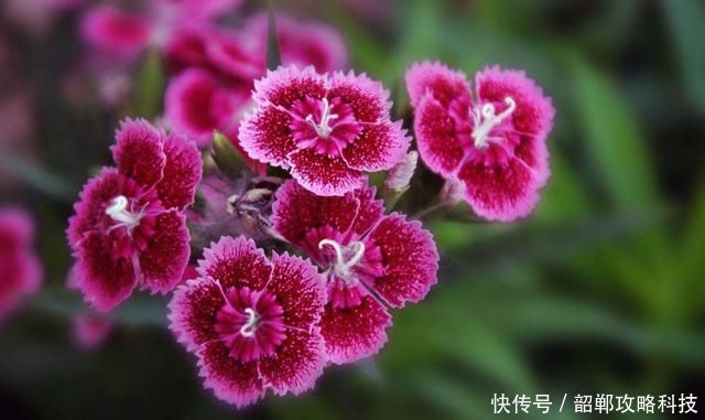 「适合」3种花很好养,开花量大味道浓郁,适合新手养护,不用操心花期长