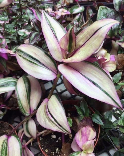 #适合#不想在院子里种草坪,这些观赏花很适合,光照充足和遮阴处都能养