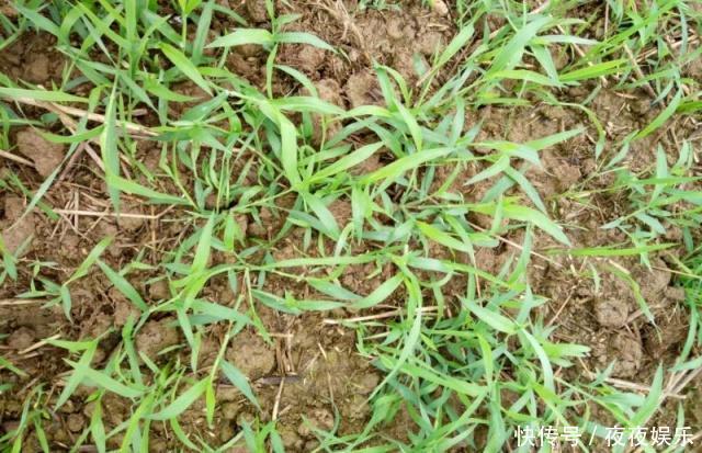  「兔子」以前农民用它喂兔子，有人拿它煮水喝，如今在田里泛滥