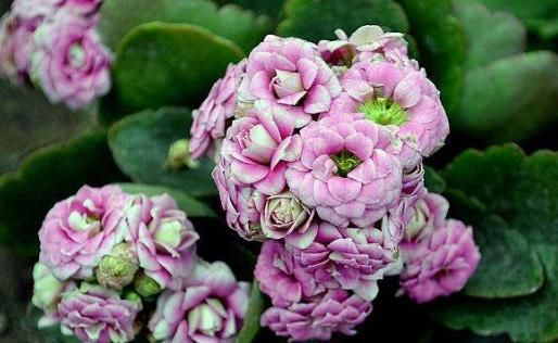  #鸿运当头#家养这5款花卉，旺财旺运，好养不费心，打造温馨阳台花园，高雅