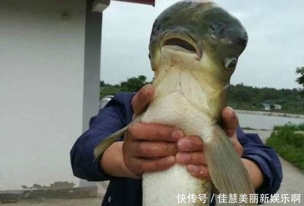 #鱼儿上钩#男子钓到一条“怪鱼”,看到鱼的头后,无人敢拿回家吃