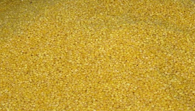 「红薯」红薯加这些料,做出来的鱼饵鲤鱼抢着吃,自然水域垂钓必备